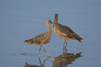 Dueling Birds