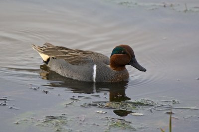Green-winged Teal 