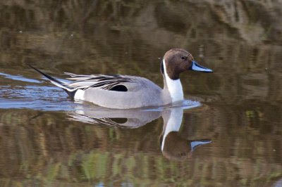 Northern Pintail