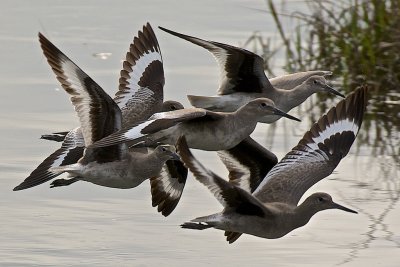 Tight flight