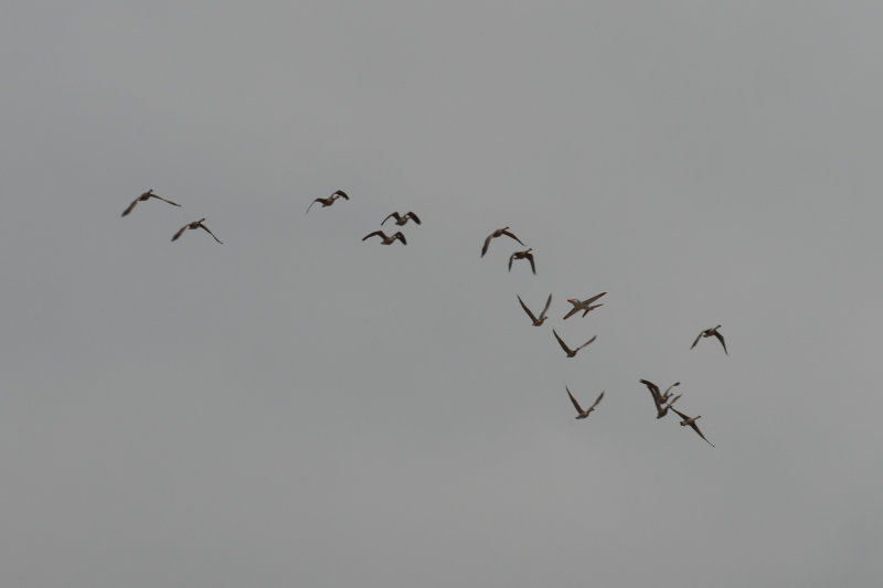 DSC_5432.jpg