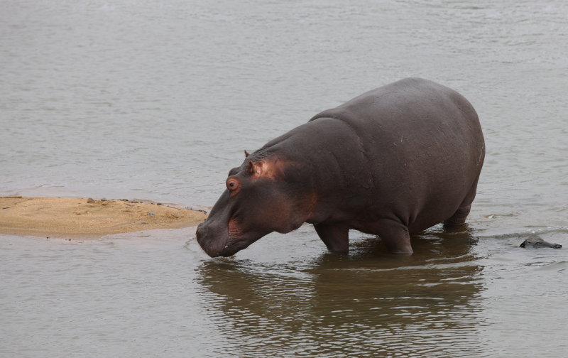 Hippo