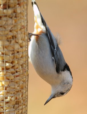 IMG_0024a.jpg