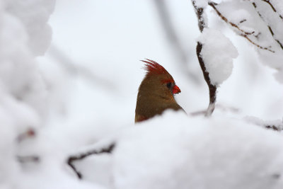 snowbirds