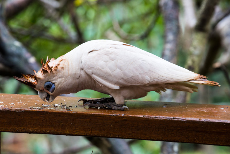 Burnt little corella 