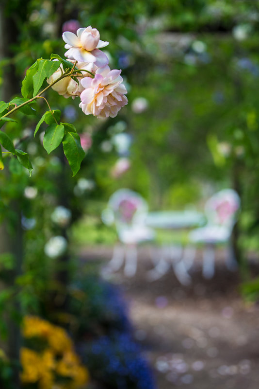 Rose at Rose Patch. Bellingen 