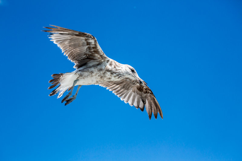 Large gull 