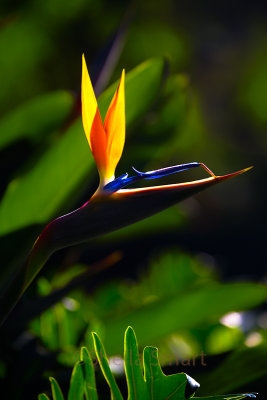 Strelitzia or bird of paradise