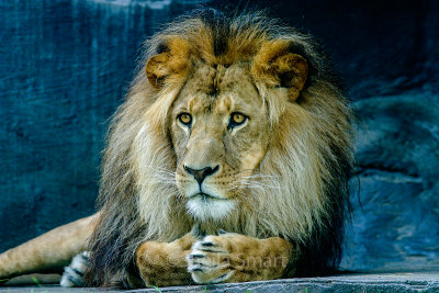 The majestic lion