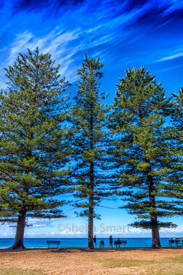 Norfolk pines at Newport 