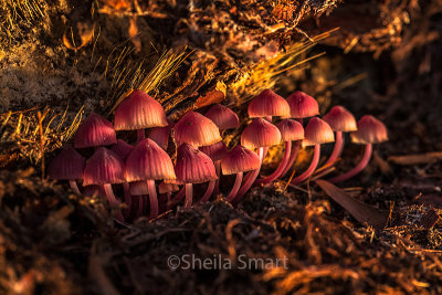 Tiny pink bonnet mushrooms 