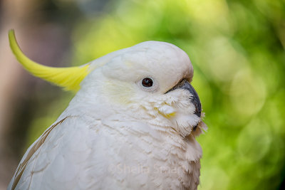 Sulphur crested cockatoo close up