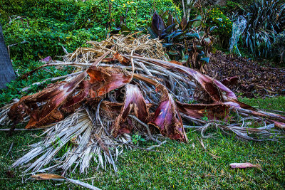Dead palm fronds 