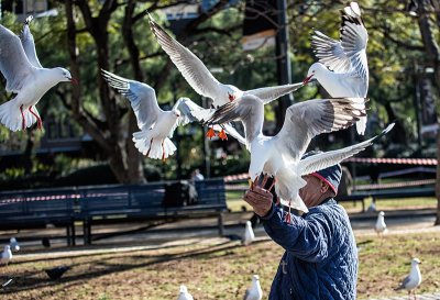 Man feeding  seagulls