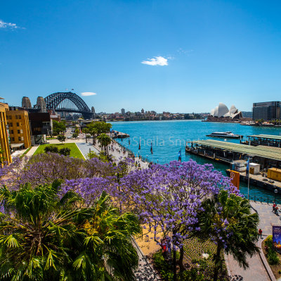Sydney Harbour with Sydney Opera House with jacaranda 