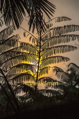 Frond with bushfire smoke with sun backdrop