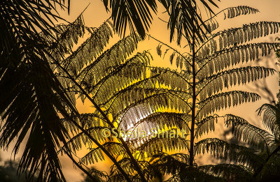 Palm frond silhouette with bushfire smoke and sun