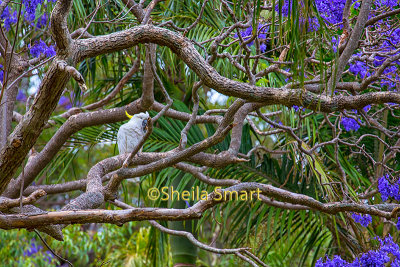 Cockatoo in jacaranda 