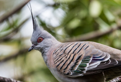Crested pigeon close 