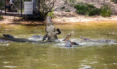 Alligator feeding time