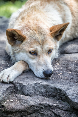 Relaxed male dingo
