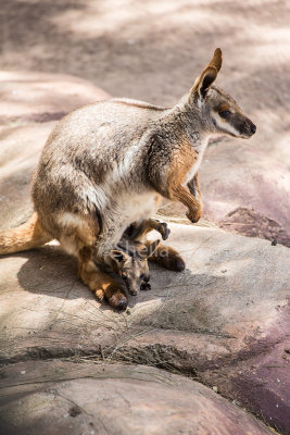 Yellow footed rock wallaby with joey 