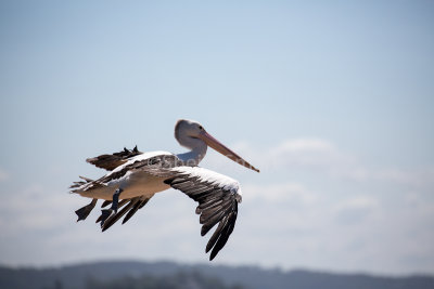 Australian white pelican in flight