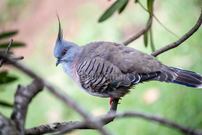 Crested pigeon in protea