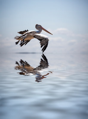 Pelican in flight using flood filter