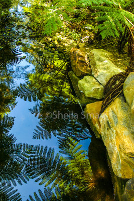 Ferns at Narrabeen 