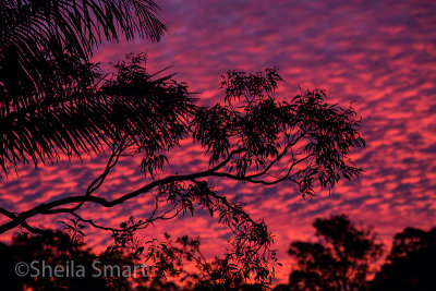 Spectacular sunset with gum trees