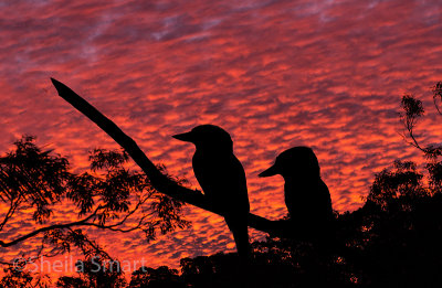 Kookaburras at sunset