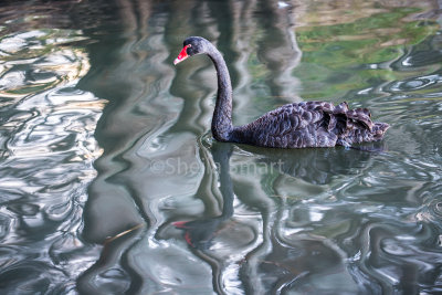 Black swan with tree reflection, Narrabeen