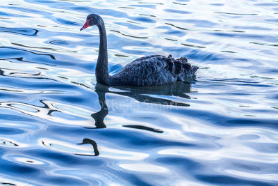 Single black swan 