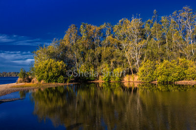 Tree reflection at Narrabeen 