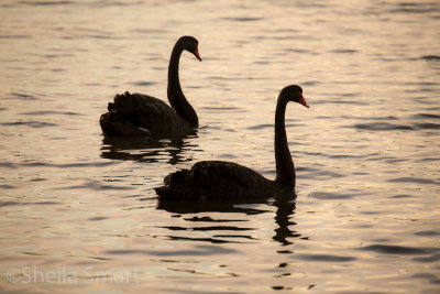 Two black swans late afternoon
