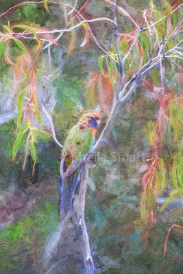 Female crimson rosella in tree in Snowy Mountains