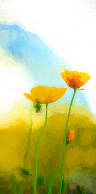Painterly effect of yellow poppies with Sydney Harbour Bridge backdrop