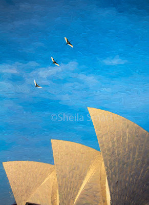 Sacred ibis and Sydney Opera House 
