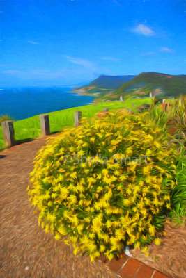 Stanwell Tops daisies