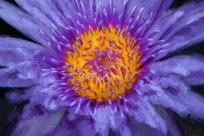 Purple water lily close 