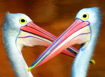 Duelling pelicans 
