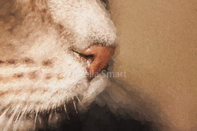 Cat's nose 