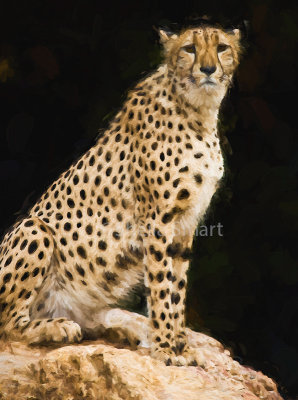 Cheetah on rock 
