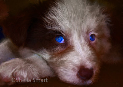 Blue eyed border collie puppy