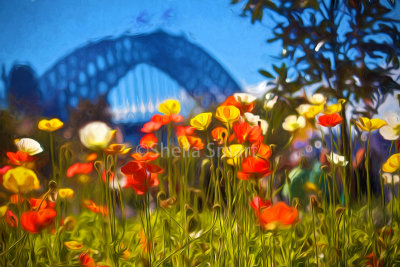 Poppies and Sydney Harbour Bridge