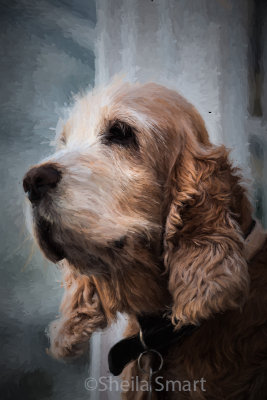 Spaniel