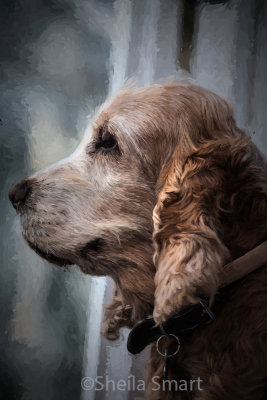 Spaniel profile