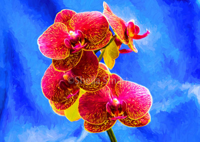 Phalaenopsis orchid or moth orchid