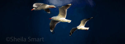 Three Silver gulls in flight